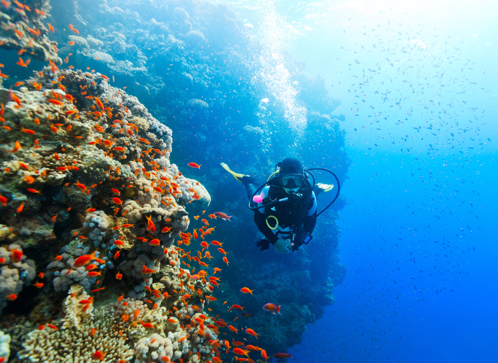 Azul-Komodo-Blog-Images3