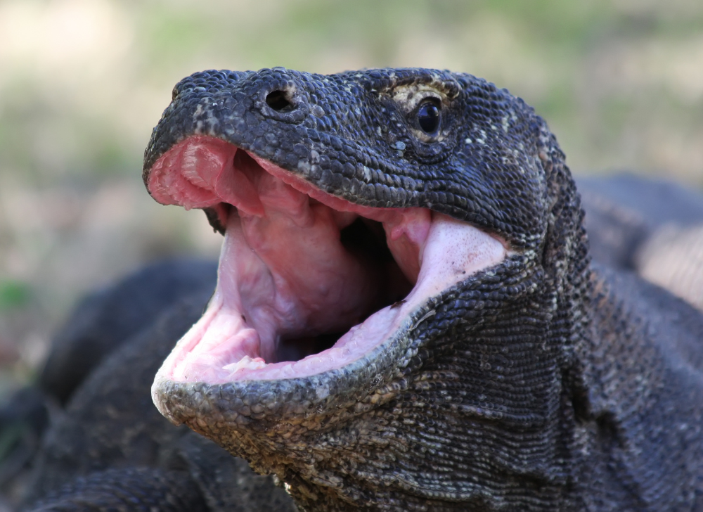 Azul-Komodo-Blog-Images4