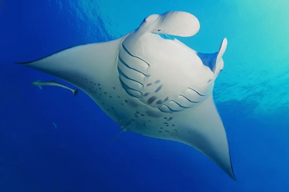 Manta Ray Indonesia